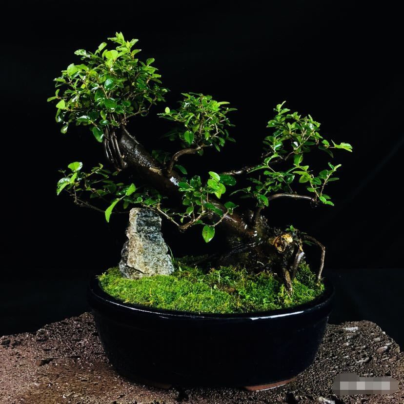 走进盆景基地，欣赏精美的盆景作品，诗书得古趣，风物畅精神