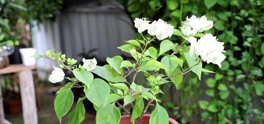 「三角梅」家有三角梅，勤喷“1种水”，花芽长得快，花比叶还多！