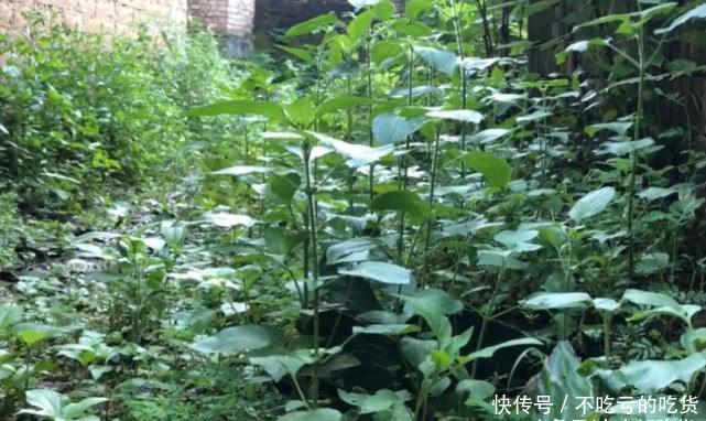 这种野草农村里随处可见，是天然的止血药，农民把它叫做“臭草”