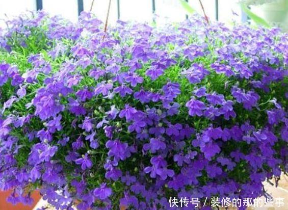  #朱顶红#养花试试这几款，花大色艳，花香易打理，养在客厅美极了