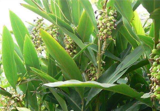  亩产值@只在农村有的“野草”，种植一次可采收多年，亩产值上万元