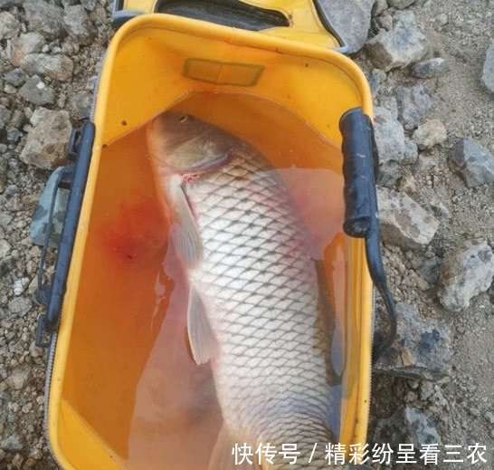  #试探#鲤鱼不是有耐心守就能钓到的，要是钓法没针对性，纯粹是浪费时间