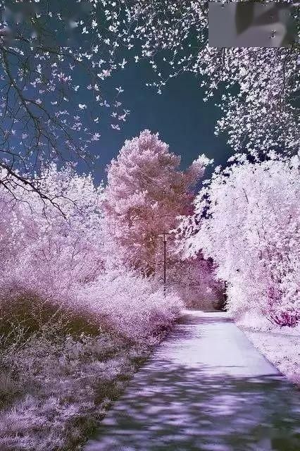  【漫步】春暖花开，谁能陪我漫步这么美的路？