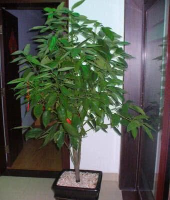 寓意：4种“寓意花”，家里养一盆，财源广进，事事顺利，全家身体好