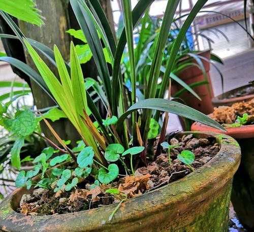  「用椰糠」椰糠虽好，不建议单独使用养兰花，养兰花植料是要点养功是关键