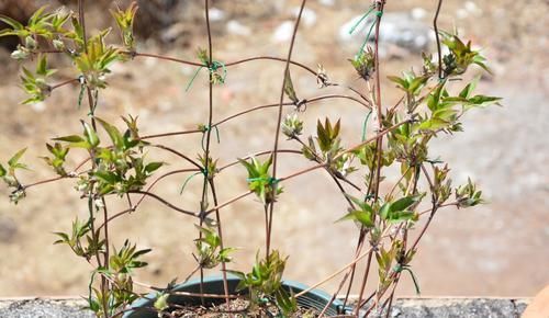  『能力』春天养花不能错过的爬藤植物，发芽能力强，栽一次开花爆盆好多年