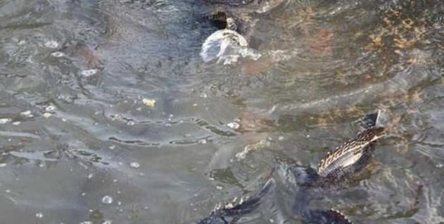  肉质：去年20元还卖不动，今年价格直上50元一斤，比石斑鱼贵