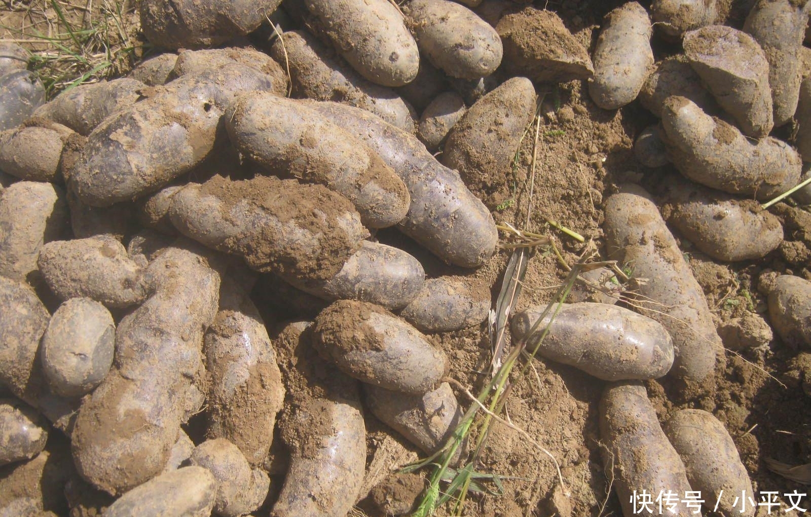  我国■引入我国4百多年，一直不受种植，近年来逐渐走红，20元一