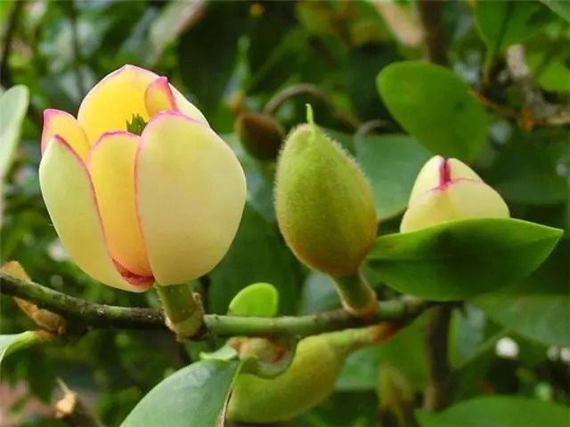 这几种植物很适合做盆景在家养护，依然充满花香观赏性高! 养花