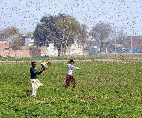  无人机@我在巴基斯坦“扫蝗”！深企植保无人机大显身手