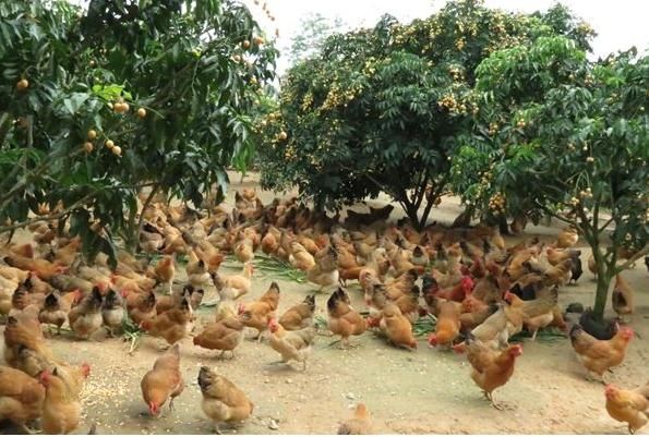 新手养鸡前，注意了解这些东西，风险会小很多