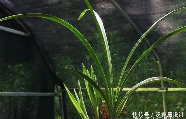 『快速』五一节前,怎样让兰花新芽快速成长,不是施肥也不用激素