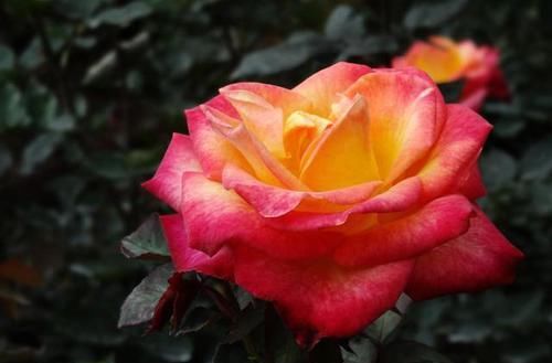 「难以」3种花很漂亮,让人难以抵抗,花朵硕大颜色鲜艳,一年四季都开花