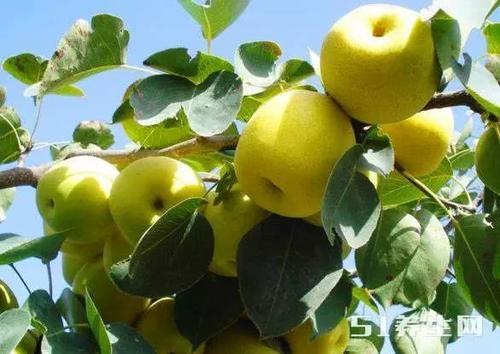 每天饭后吃它，可以大量排出致癌物，让人年轻20岁