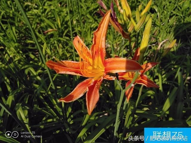 联想Z5、小米6X、魅蓝E3拍照对比评测 千元机