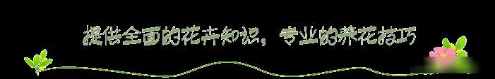  『随便』山里宝贝真不少，这种野草像极了韭菜，价值高要珍惜不能随便挖