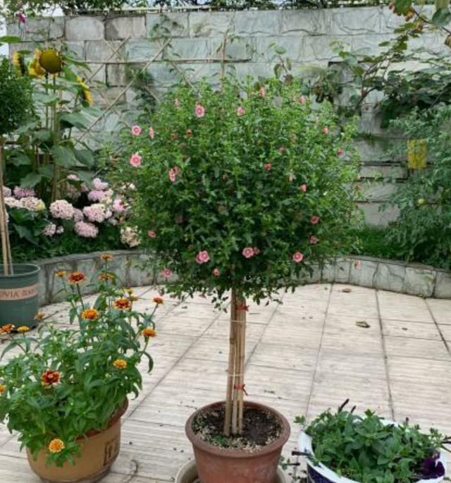  『直射光』开花机器小木槿，花期持久花量大，春夏养护有方法
