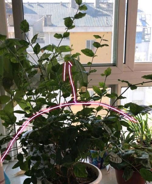  【调节酸碱度】茉莉花在25度的地暖房中枝条疯长可以修剪吗？茉莉花的花期是多久