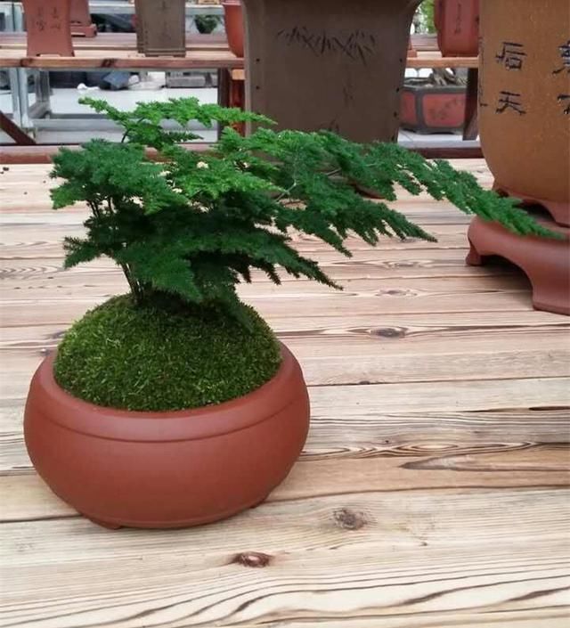  盆栽：非常受欢迎的盆栽，型如“迎客松”，四季常绿又好养，比文竹好看