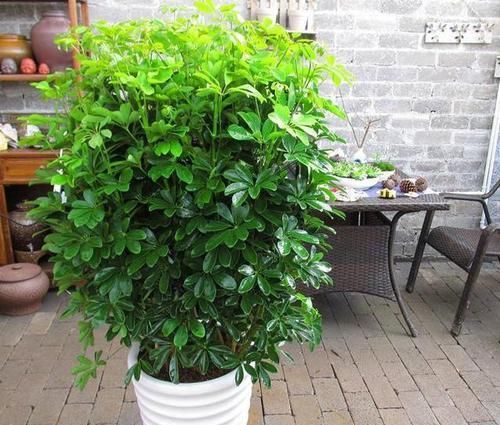  『植物』这“3种”植物，能除甲醛、能旺财，富人都爱养，难怪健康又富贵