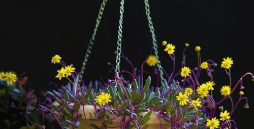爱之蔓:这7种垂吊植物美翻了,你还在养绿萝、吊兰吗?