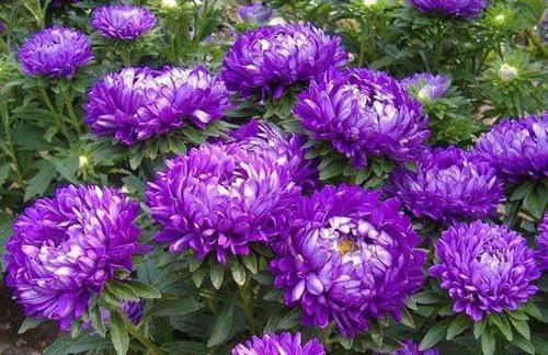  『美艳』喜欢菊花，不如养盆“世界名菊”紫菊，花开似绒球，太美艳了！
