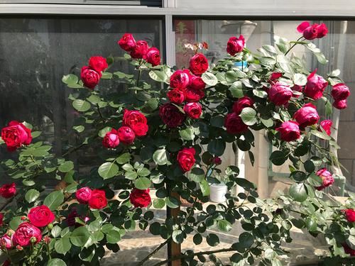  『名流千秋』养花就养此款花，花色鲜艳花期长，好养易打理，轻松养爆盆