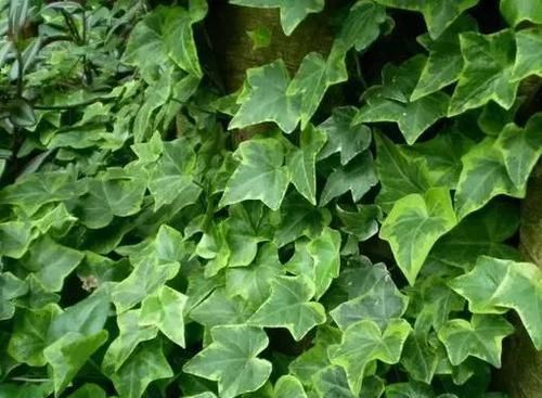  「花朵」阳台种这8种植物，不仅漂亮，年年夏天都不热了