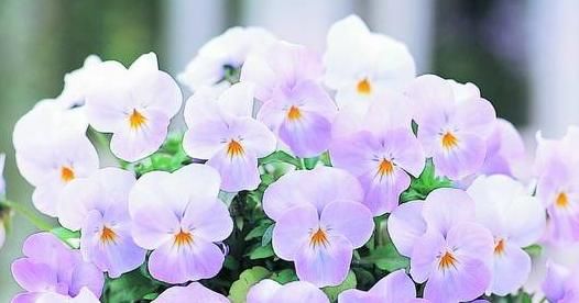 『此款』喜欢菊花,不如养此款花,浇点水就爆盆,色泽艳丽,超美