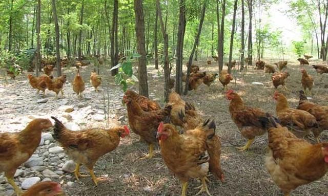 许多年轻人回到了农村，利用山林、林果地养鸡发了财！