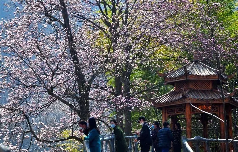 3月,低调六安意外爆红!一组照片,全国人民都被美哭了!【2020热门旅游景点】