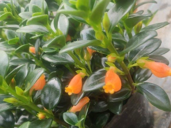  #植物#金鱼吊兰这样养,长成“老桩”,开满盆的“小金鱼”