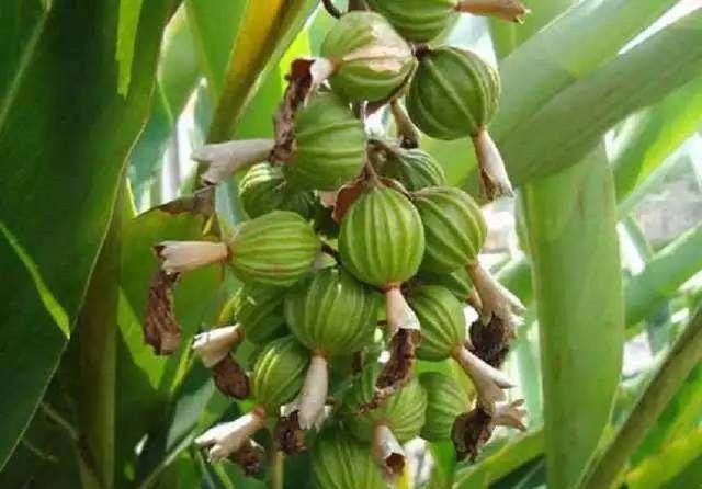  亩产值@只在农村有的“野草”，种植一次可采收多年，亩产值上万元