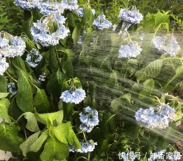 「怕乱」5种花就怕乱浇水,浇得越多,死的越快