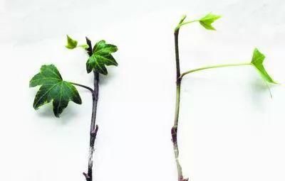  『寓意』6种寓意好的花，剪根枝就能活，年年爆盆不操心！