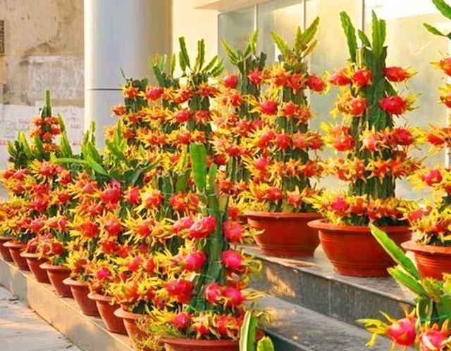 花盆中|好吃的火龙果,一块果肉,1周变别致盆栽,2年结果1大筐