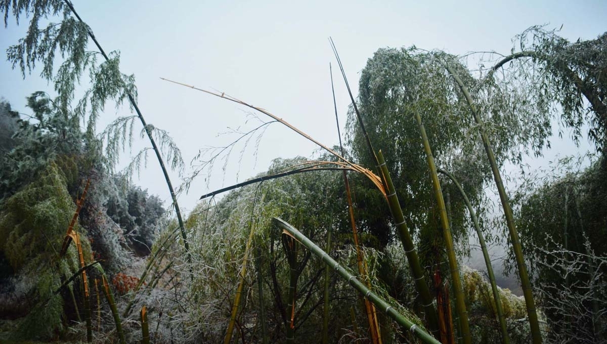 安徽安庆：北风呼呼吹，看山村“炸”成啥样