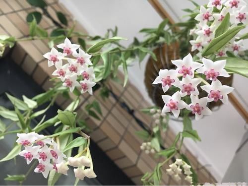  #养花#喜欢养花，不妨养此款花，沾土就活，新手超好养，绚丽多彩