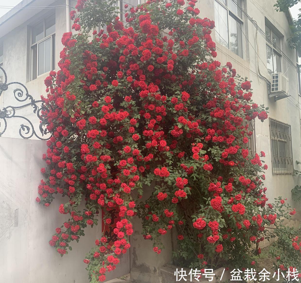  省钱|大哥图省钱，给蔷薇浇“金汁”，如今长到2层楼高，花开上万朵