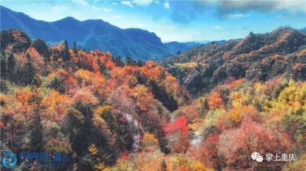 仙女山层林尽染 美景如画