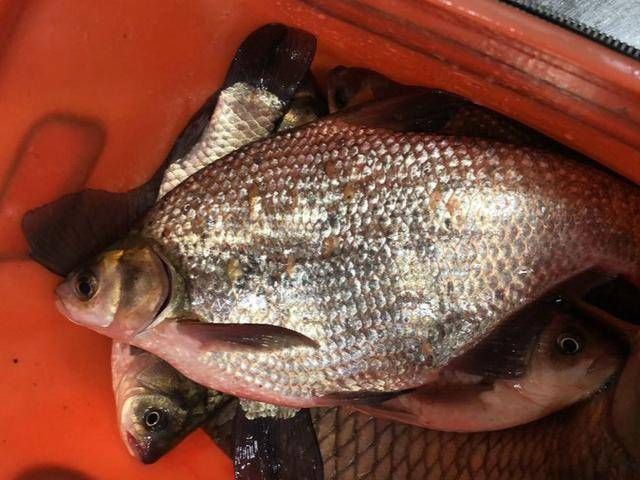  「子线」好久没有钓到过这么多的鱼了，鲫鱼、鳊鱼还有漂亮的大草鱼！