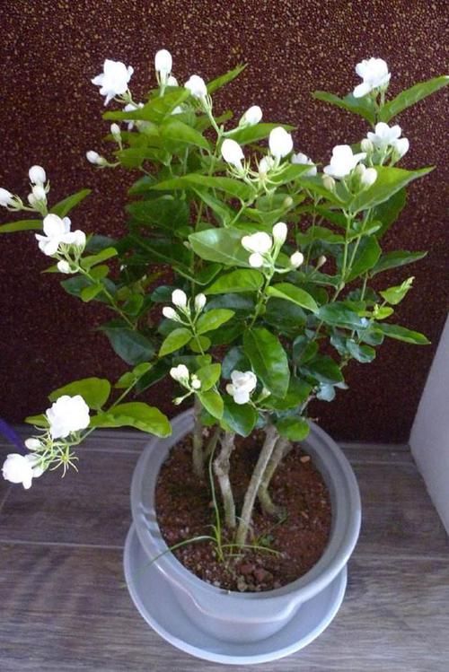  『大白』扦插茉莉？趁现在！掐个大枝捂上30天，大白根，水嫩嫩，满花苞