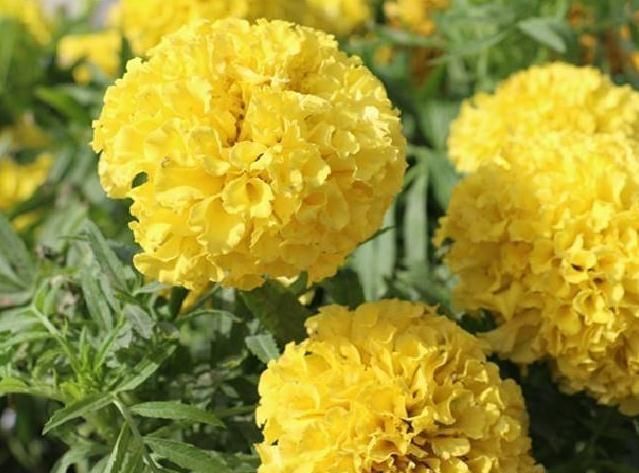 『每月』家养万寿菊，每月吃点“蛋白质”，花苞多2倍，花开“一片黄”