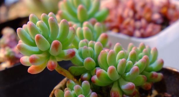  『垂吊矮牵牛』忘了绿植多肉吧，现在都爱养这种花，丢进花盆就能活，四季有花开