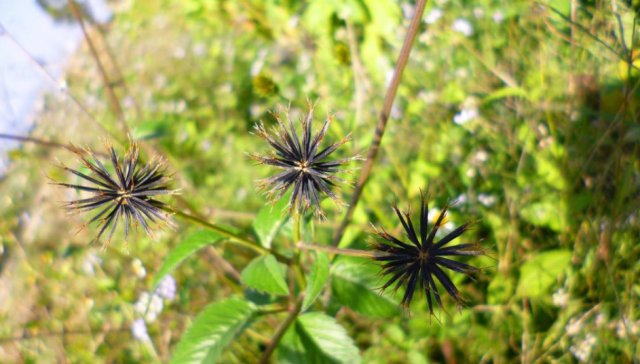  「良药」让农民爱恨交织的野草，衣服一沾到就难拔掉，却又是一