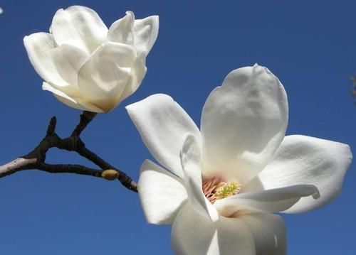「开花」“5种花”好养又漂亮,养上一盆,高端大气上档次,而且寓意好!