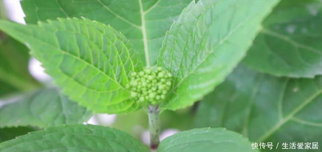 「绣球」绣球枝头上长满了花苞,别高兴得太早,做好几点才能开爆盆