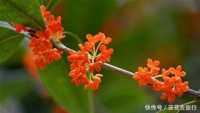 湖城上万余株桂花次第开放 赏完月亮赏桂花