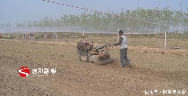  「高效」泗阳县史集街道：发展高效设施农业带动群众就业增收