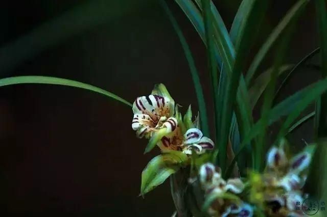  【花中】中国10大名花，哪个是你的最爱？